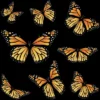 Girl's Design By Humans Monarch Butterfly By AnnArtshock T-Shirt -Kids Clothing Store GUEST 66835bca 6236 40ab aad1 e2daa060269f